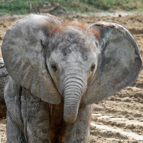 Deplorable Hillbilly