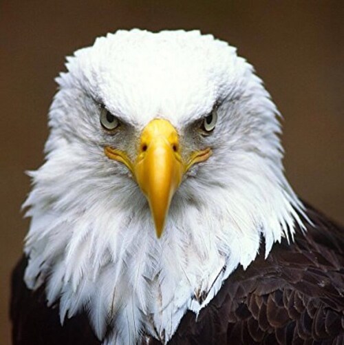 Proud supporter of America! “The truth is incontrovertible. Malice may attack it, ignorance may deride it, but in the en...