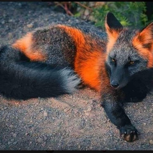 liberté ,Respect des peuples, vérité, justice.