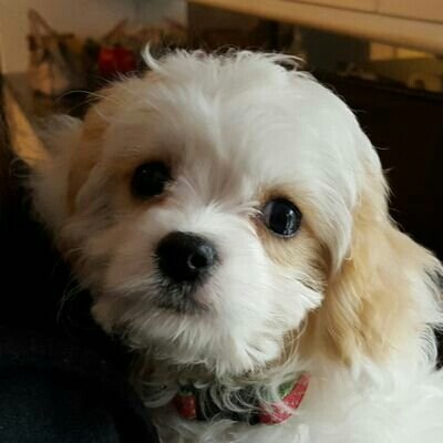 I follow every Patriot who stands for our flag, honors our Constitution, founders, traditions & who agrees Donald J Trum...