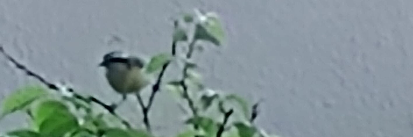 AnaPerini