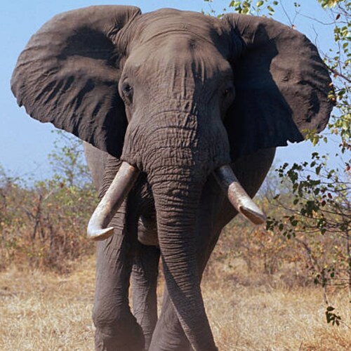 Just a Man, here to correct the 3 year olds trying to run this Great Country into the ground.!