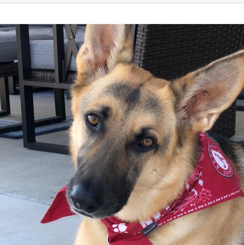 Proud Texas Girl lover of all things GSD 🇺🇸