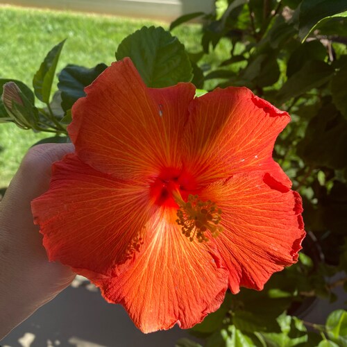 Wife, 2baby girls, 2 beagles, love Jesus with all my heart!