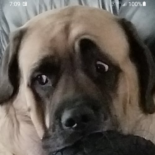 Love God & America
   Business Owner
    1st Cav ARMY