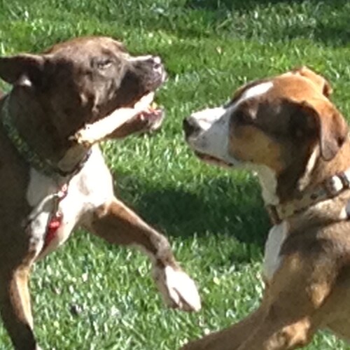 Advertising Executive, rescue animal care taker, Okinawa Isshinryu/mma. please consider rescues before buying. Resident ...