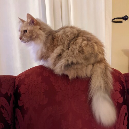 Christian, conservative, chaplain. Love the USA! Back the Blue!