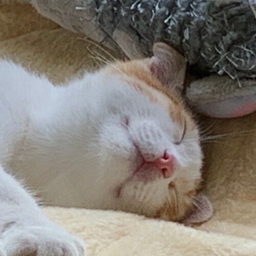 Visit Lilotoes's profile on GETTR. View their posts, photos, videos, and connect with them on the social platform.