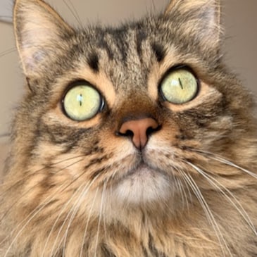 Believe in God, proud dad and husband, passionate about Int'l business, Ultra MAGA, NFSC, Take Down the Evil CCP