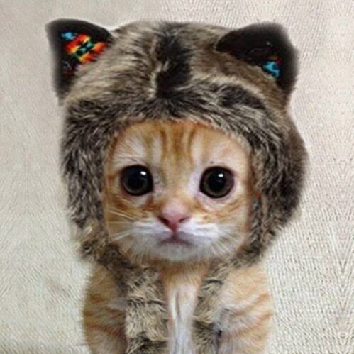 War Room Posse. LET’S GO BRANDON.