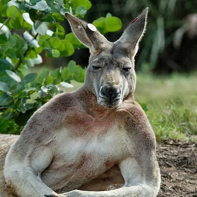 Aussie Gay Nationalist/Libertarian. 
Resist Globalism.