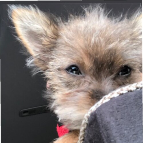 Pomchi Pup that travels 5 days a week with mom & dad. Follow on  FB and Instagram @whereswinstonthepatriotpup