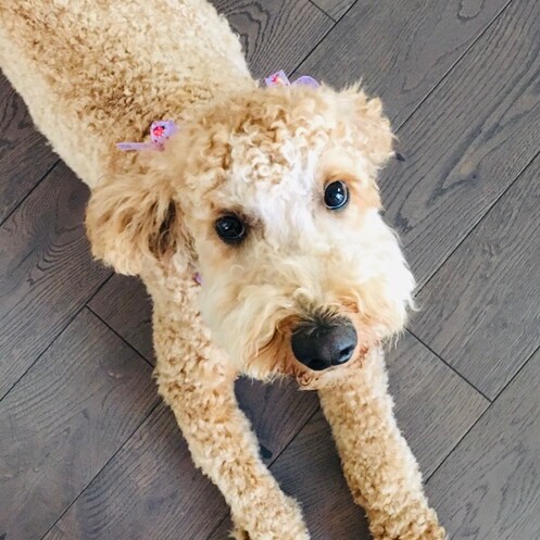 Conservative, 2A, #unmaskourchildren, pro-Trump, mom of three, let’s go Brandon!, MAGA, anti-CRT