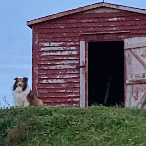 Proud Conservative from Newfoundland.