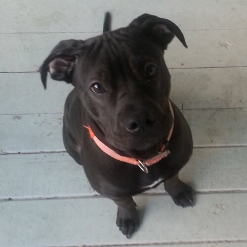 Armyvet82ndAirborne back up acct from Twatter #MAGA #1A #2A #CodeOfVets #BacktheBlue #turn22to0 I support our troops  la...