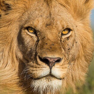 Veteran, Patriot, defender of the United States, Duel-Service Retired, WWG1WGA - God Wins