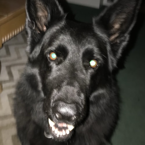 Proud Christian, conservative, wife, mother, and grandmother; author.