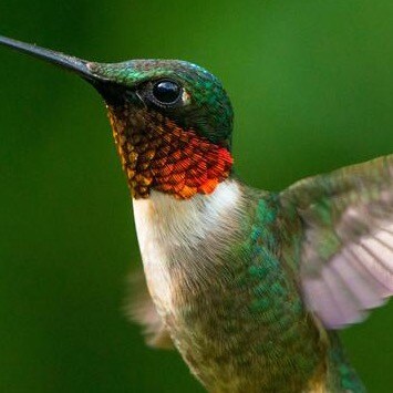 Freedom lover, Value creator