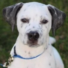 anti communistic regime of america hating potentates party(#anticrahpp) 
I am a retired Redleg fire direction computer.