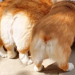 ccp是不允许发布个人意见影响到ccp自身利益的