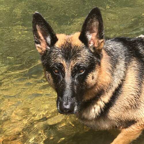 Visit OSUpoke73's profile on GETTR. View their posts, photos, videos, and connect with them on the social platform.