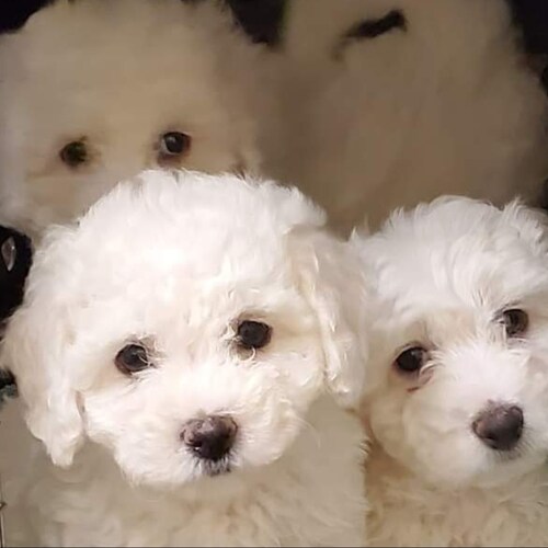 Haven Kennels We Breed Bichons and Maltese.