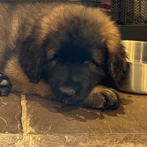 Free speech. Crypto advocate.
Dad. Husband. Leonbergers. Auburn football.