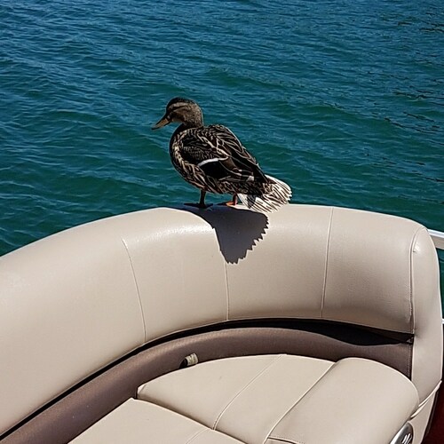 you cannot comply your way out of tyranny.