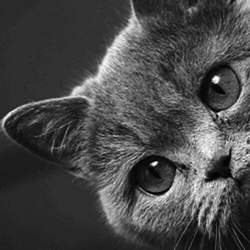 Visit RichardWagner's profile on GETTR. View their posts, photos, videos, and connect with them on the social platform.