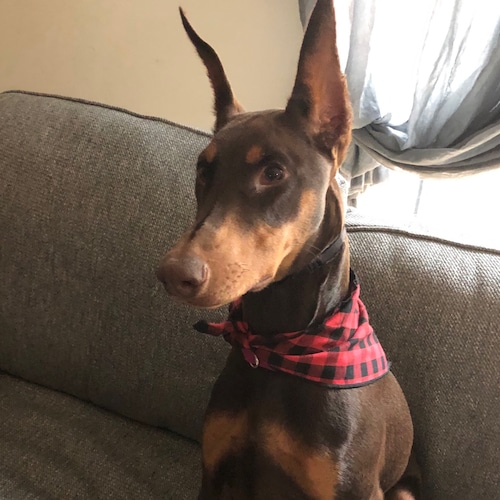 Visit jjjdobe's profile on GETTR. View their posts, photos, videos, and connect with them on the social platform.