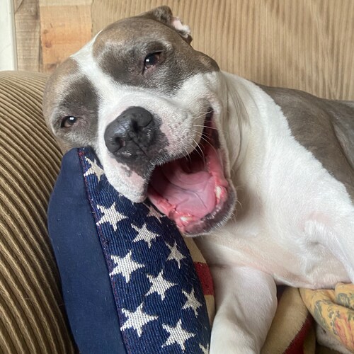 Happily Married conservative who believes in working hard to get what you want. So tired of watching our beautiful count...