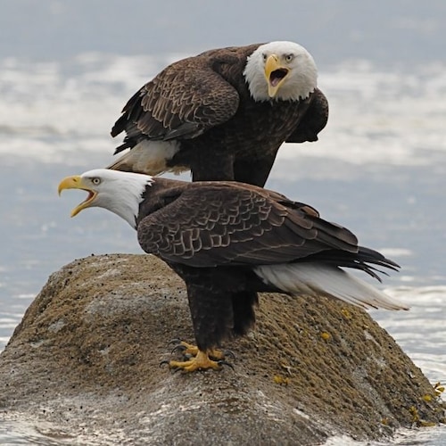 🍊🍊Constitutional Populist PATRIOT  Faith in Our Great Creator🇺🇸🇺🇸🇺🇸🇺🇸