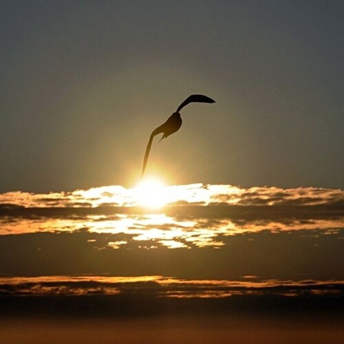 Christ Jesus died for our sins by shedding his own blood, was buried, and God raised him after three days for our justif...