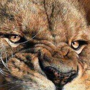 DVM, MSc Zoonotic Diseases, PhD Immunology, Univ of Nottingham, UK.
009647818945352 WhatsApp & Telegram 
الخبير المناعي ...