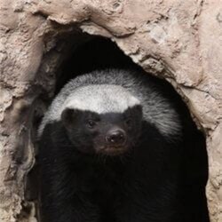 Fire Breathing, Truth Seeking, Freedom Loving, Patriot.