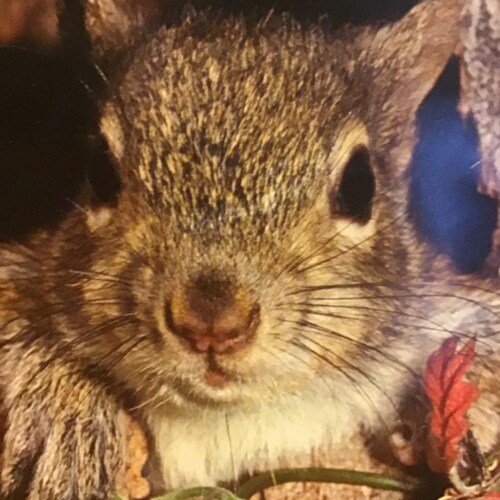 Patriot 🇺🇸 2nd Amendment 🔫 Christian ✝️ Trump 2024 ❤️ America First 💥 Back The Blue 💙 Love Squirrels 🐿🐿 MAGA❗️Soc...