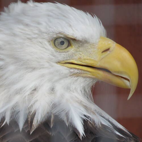 Visit Patriot197575's profile on GETTR. View their posts, photos, videos, and connect with them on the social platform.