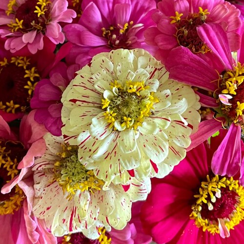 Life, Liberty and the Pursuit of Happiness.                      🇺🇸❤️🇺🇸🤍🇺🇸💙🇺🇸