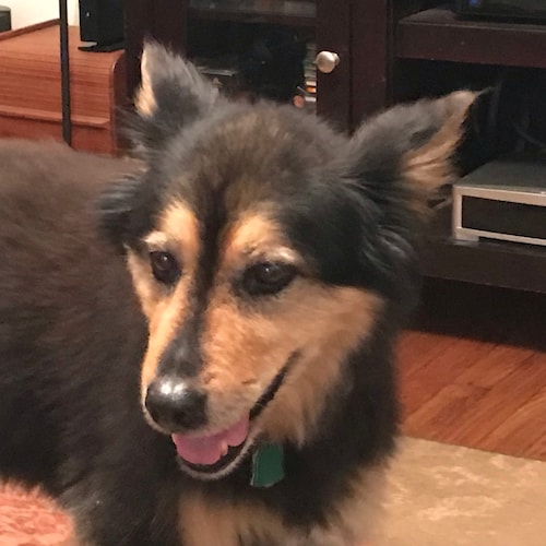 Animal Lover  Independent Conservative