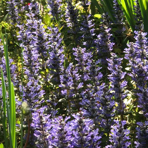 wife, mom, physician, patriot