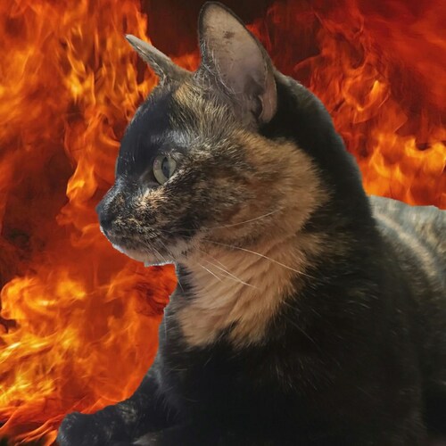 Conservative hellcat | Keep the Faith 🙏✝️ | #DefundCongress