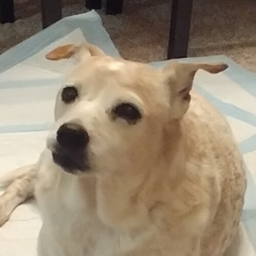 I love America and pray for justice for those who have screwed with it. 
No train interest. No DM interest!