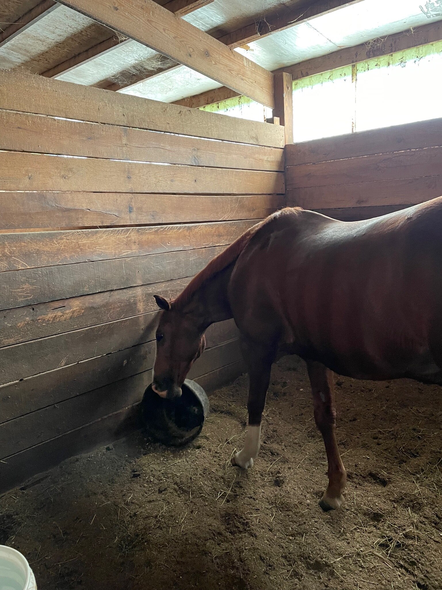 Good morning GETTR…. Saturday mornings are for horses; afternoon for CFB; Nights for Budweiser…. and...