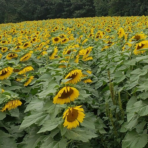 AMERICA FRIST 🇺🇲 Now and Forever.