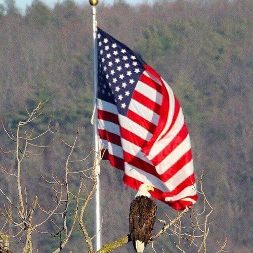 Oma to 8 wonderful grandkids married 42 years and counting! Love America Texan through and through! Support all military...