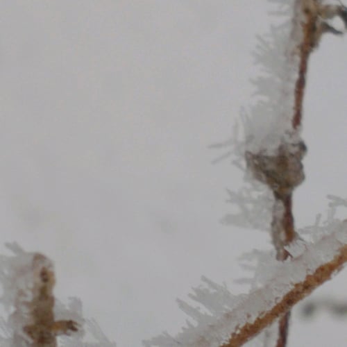 Freedom loving child of God