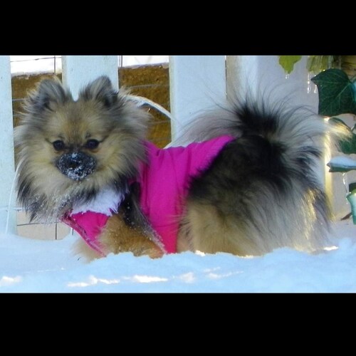 Christ / #Freedom / #Constitution /
Dog lover / ProLife / 2A / #USMC Family