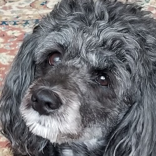 Christ follower. Husband to a gorgeous, wonderful wife. Dad to two beautiful, brilliant girls. Fan of all things Texas a...