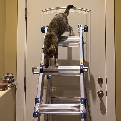 Some times you climb up a ladder, get scared because your two high, then you climb back down because you aren’t about th...