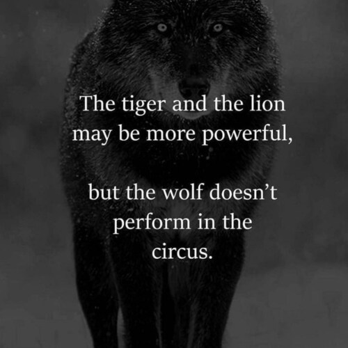 Afrikaner Patriot. Proud South African. God Honour Respect Truth. Family & Guns. Jesus Christ is Lord.